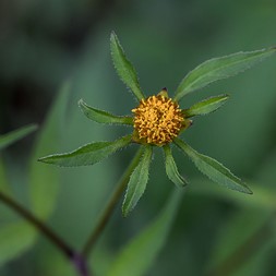 Bidens frondosa (devil's beggarticks)